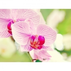 Фотообои Симфония Розовая орхидеяК-008