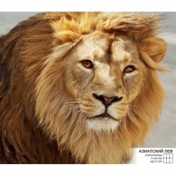 Фотообои Симфония Азиатский лев К-104